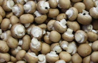 Interventieteam: champignonteelt betert leven