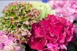 Hortensia als zomers icoon