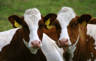 70% melkveehouders gestopt met melken