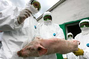 Afrikaanse varkenspest in Oekraïne