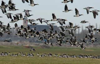 Populatie ganzen Zuid-Holland naar 55.000