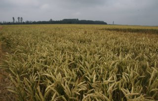 ABN Amro: graanprijzen blijven dalen