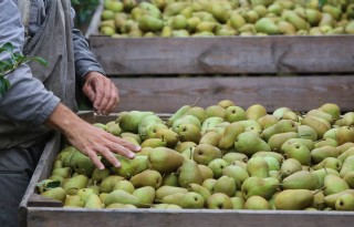 Brussel verlengt boycotsteun voor fruittelers