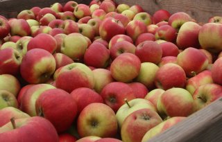 Rusland wil importverbod Nederlands fruit