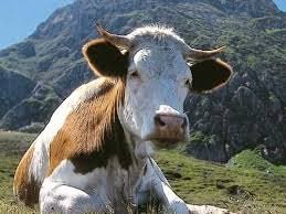 Nieuwe regels contact met koeien Oostenrijk
