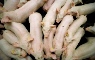 NVWA geeft varkensbedrijven vrij