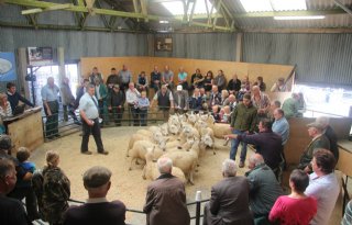 Levendige handel schapen Exmoor