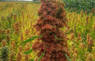 PPO oogst eerste quinoa bij PPO Lelystad