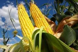 Wereldwijd goede oogstverwachtingen maïs