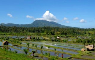 Gewasopbrengst rijstboer Indonesië gedekt
