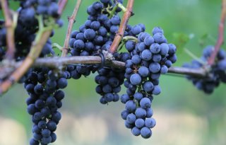 Frankrijk verwacht kleinere druivenoogst
