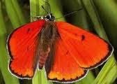 Wetenschap bang dat bij en vlinder uitsterven