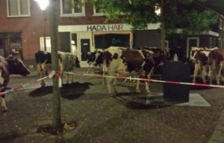 Koeien stappen in Arnhem (video)