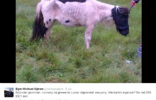 Verwaarloosde pony overleden