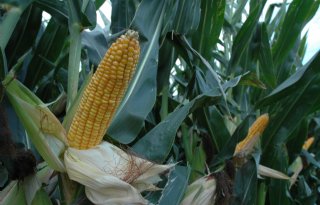 Nieuwe GGO-maïsveldproef in België