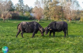 Swinkels vermarkt attractiewaarde waterbuffel