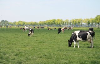 Club voor Zuid-Hollandse Holstein-liefhebbers