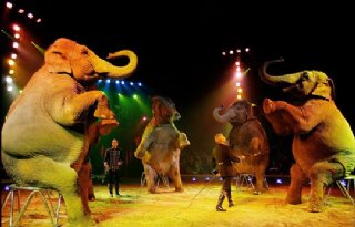 Helder op Van God Correct Geen wilde dieren meer in het circus - Nieuwe Oogst