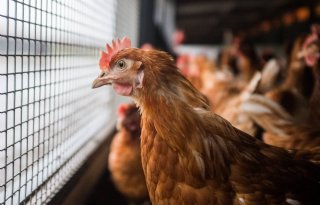 Dijksma: zieke kippen per stal melden