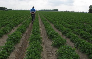 Groter aardappelaardappel Noord-Nederland