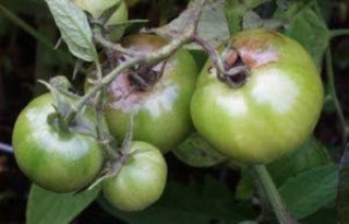 Ranman Top tegen phytophthora in tomaat