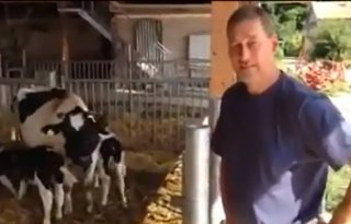 Opfok met koe geeft kalf rust (video)