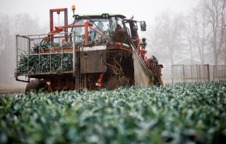 Meer dan 5 miljard kilo Nederlandse groenten