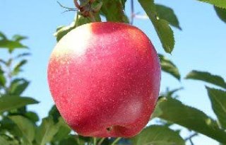 Frankrijk exporteert weer appels naar VS