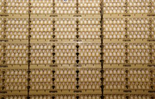 OM eist boetes en celstraf om eierfraude