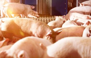 Besparing op startvoer varkens