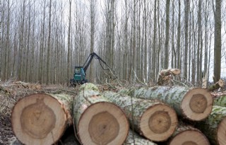 Bos en bodem nemen minder CO2 op door ontwatering