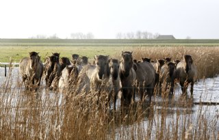 LTO kraakt opzet van rietproef Lauwersmeer