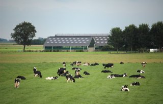 'Groningen beperkt melkveehouderij'