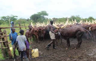 Boeren+en+veeartsen+bezoeken+Oeganda