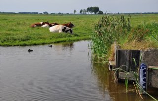 Zuid-Holland gaat in gesprek over fosfaat