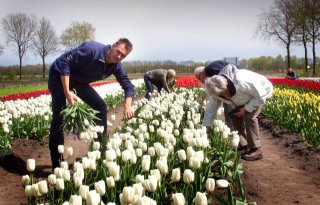 Succesvol+eerste+jaar+Tulpenpluktuin+Drenthe