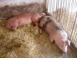 Polen voert strijd tegen varkenspest op