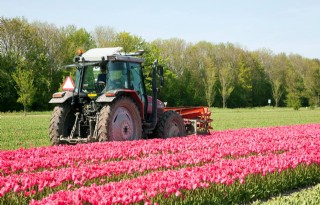 Tulpenareaal dijt uit met 50 hectare