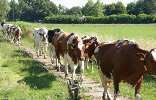 Saldo melkveehouderij net boven langjarig gemiddelde