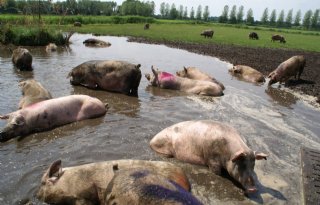 De Heus plust 30 procent in biologisch varkensvoer