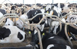 Duurzaamheid melkveehouderij neemt toe