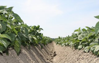 NEPG meldt 3 procent groter aardappelareaal