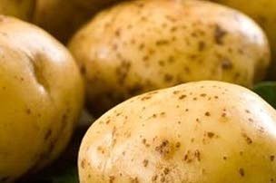 Oproep levert honderden aardappelrooiers op