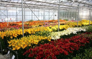 Dutch Lily Days in 2016 vóór Flower Trials
