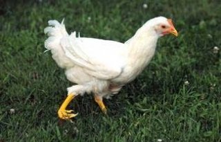 Manke kip krijgt poot uit 3D-printer
