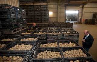 Stabiele markt vroege aardappelen