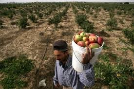 Nederland+betaalt+boete+Palestijnse+boeren