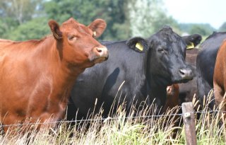 Aberdeen Angus koeien op jaarmarkt in Leur