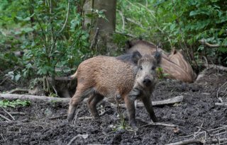 Polen wil varkens opkopen vanwege varkenspest