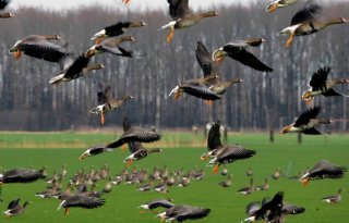 Gelderland wil meer rustgebieden ganzen